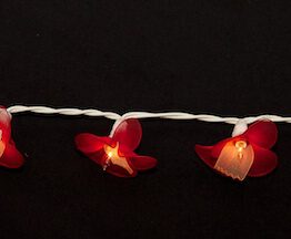 Feenlichter Orchideen Rot